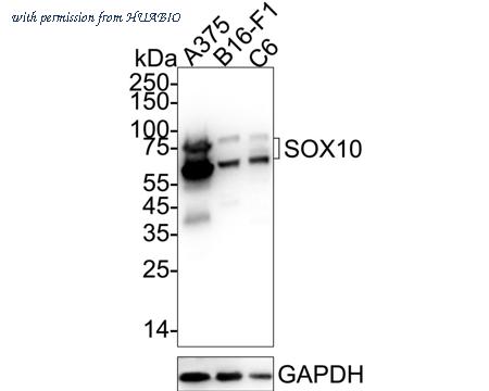 HUABIO HA721241 image 1