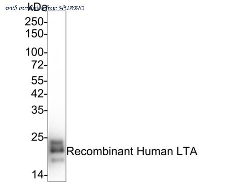 HUABIO HA721243 image 2