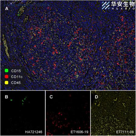 HUABIO HA721246 image 2