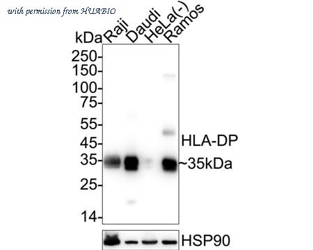 HUABIO HA721247 image 1