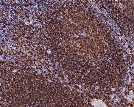 HUABIO HA721247 image 2