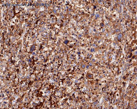 HUABIO HA721247 image 3