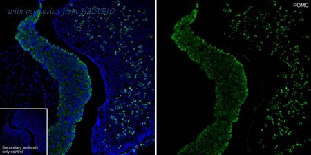 HUABIO HA721250 image 1