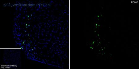 HUABIO HA721250 image 2