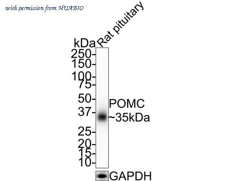HUABIO HA721250 image 3
