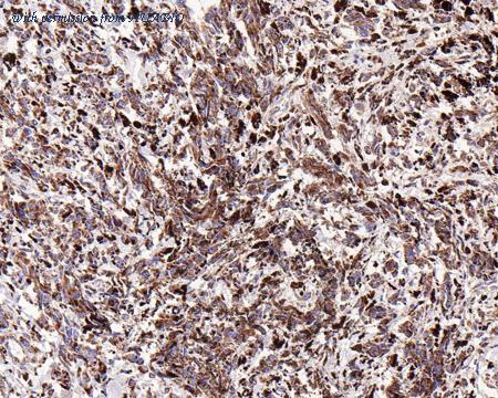 HUABIO HA721253 image 2