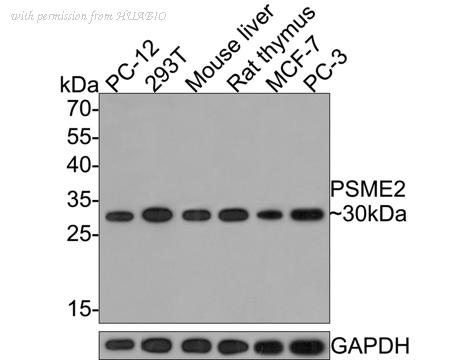 HUABIO HA721263 image 2