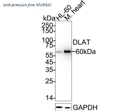 HUABIO HA721267 image 1