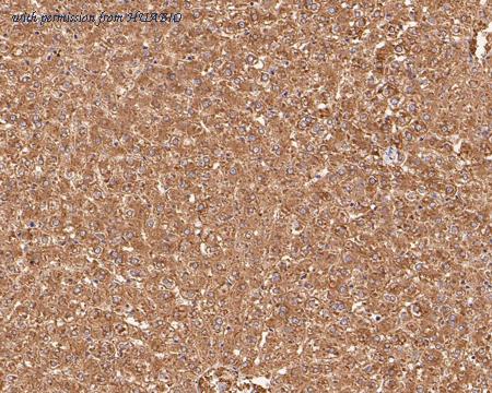 HUABIO HA721277 image 2