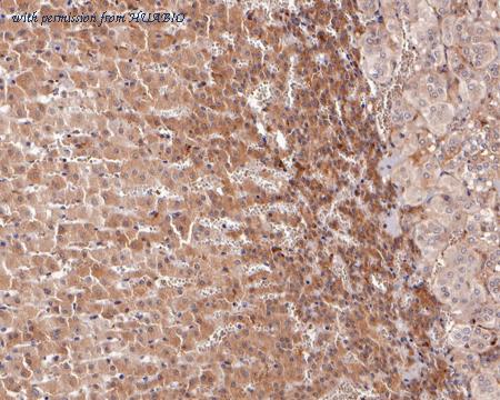 HUABIO HA721277 image 3