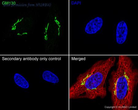 HUABIO HA721282 image 1