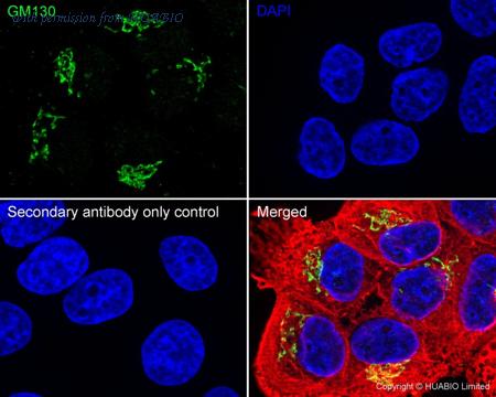 HUABIO HA721282 image 2