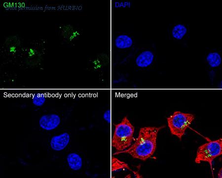 HUABIO HA721282 image 3