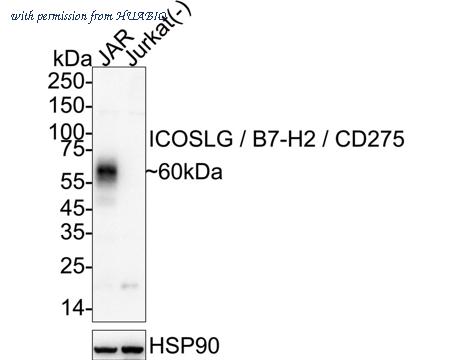 HUABIO HA721299 image 1