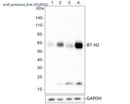 HUABIO HA721299 image 2