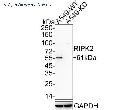 HUABIO HA721300 image 2