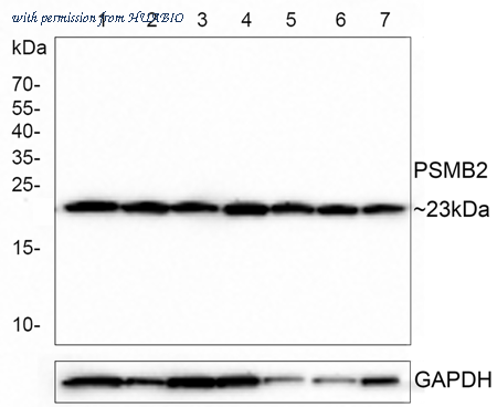 HUABIO HA721308 image 1