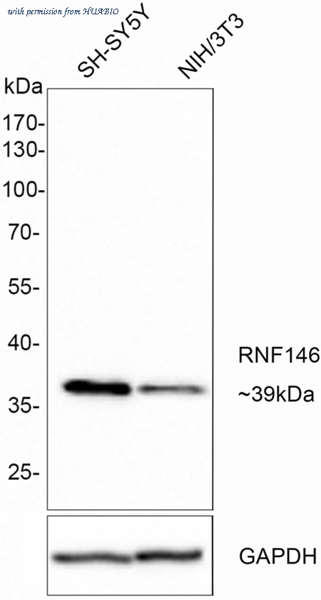 HUABIO HA721309 image 1