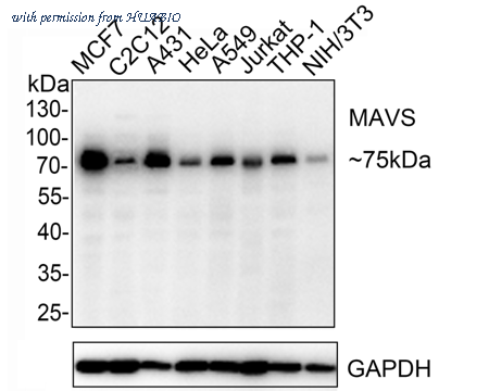 HUABIO HA721310 image 1