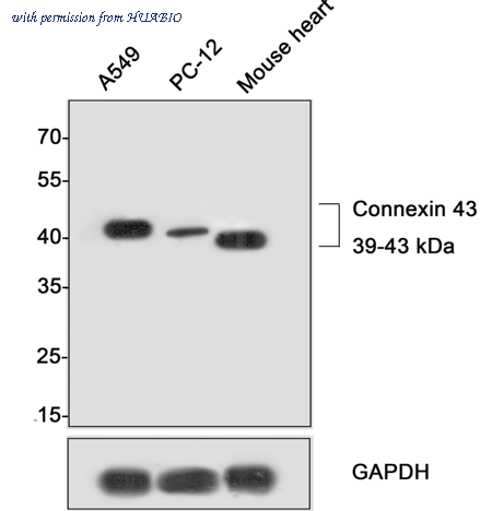 HUABIO HA721312 image 3