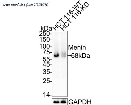 HUABIO HA721313 image 1