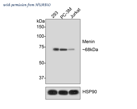 HUABIO HA721313 image 2
