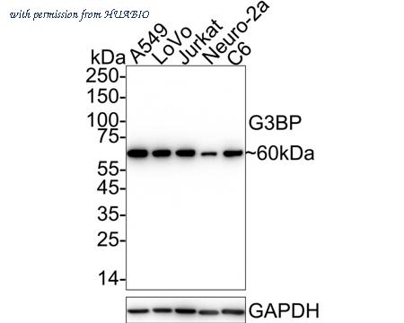 HUABIO HA721314 image 1
