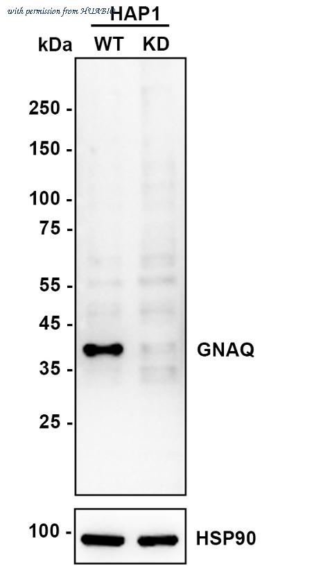 HUABIO HA721328 image 2