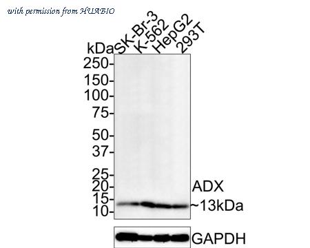 HUABIO HA721329 image 1