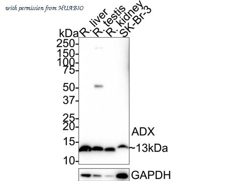 HUABIO HA721329 image 2