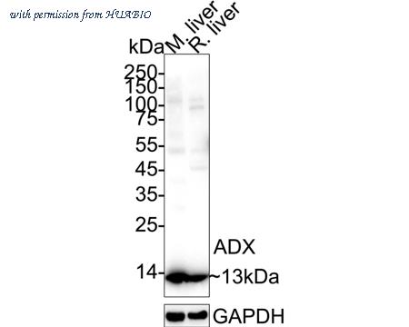HUABIO HA721329 image 3