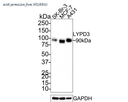 HUABIO HA721332 image 1