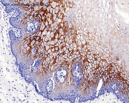 HUABIO HA721332 image 2