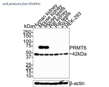 HUABIO HA721333 image 1