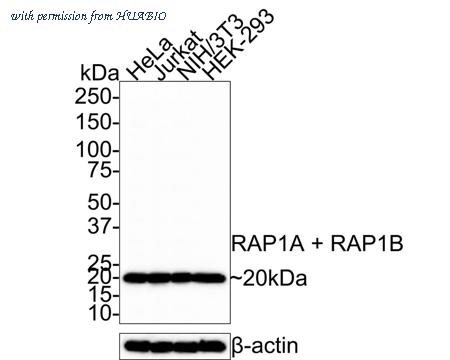 HUABIO HA721335 image 1