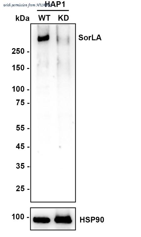 HUABIO HA721337 image 1