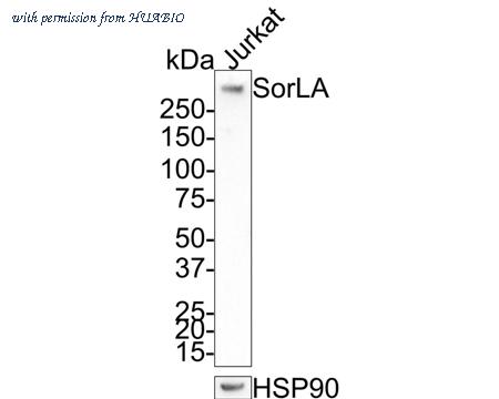 HUABIO HA721337 image 2