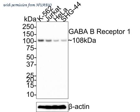 HUABIO HA721338 image 1