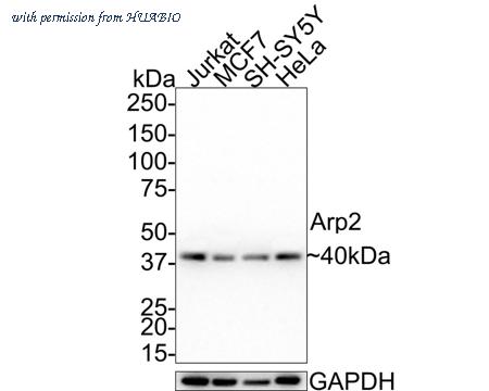 HUABIO HA721348 image 1