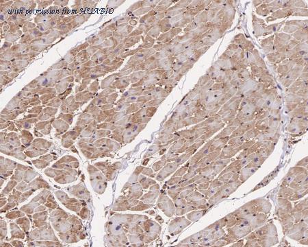 HUABIO HA721348 image 2