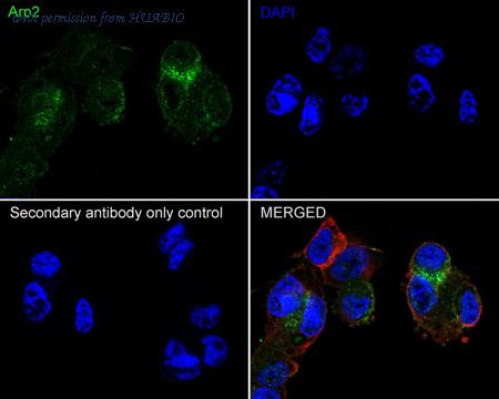 HUABIO HA721348 image 3