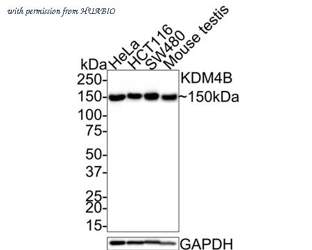 HUABIO HA721350 image 1