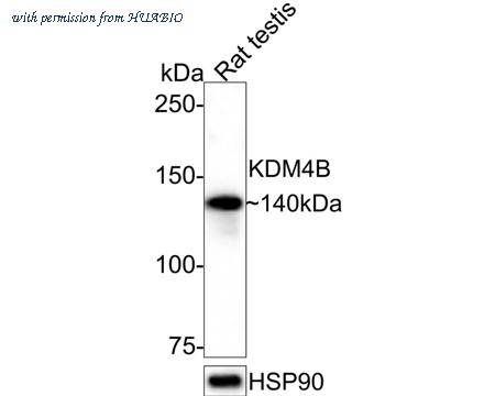HUABIO HA721350 image 2