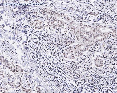 HUABIO HA721350 image 3