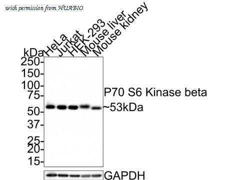 HUABIO HA721354 image 1