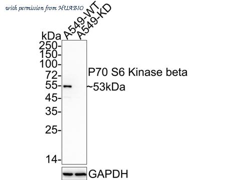HUABIO HA721354 image 2