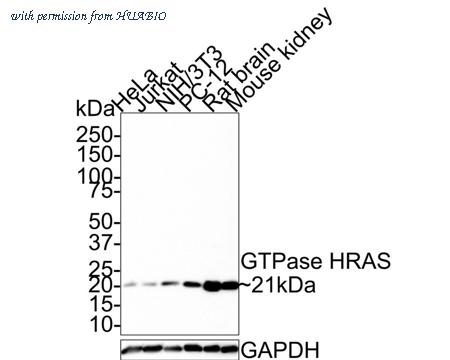 HUABIO HA721355 image 1
