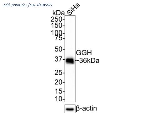 HUABIO HA721359 image 1