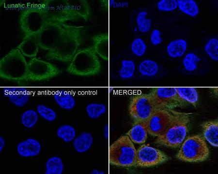 HUABIO HA721367 image 2