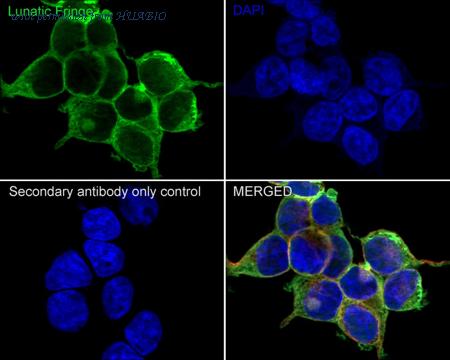 HUABIO HA721367 image 3